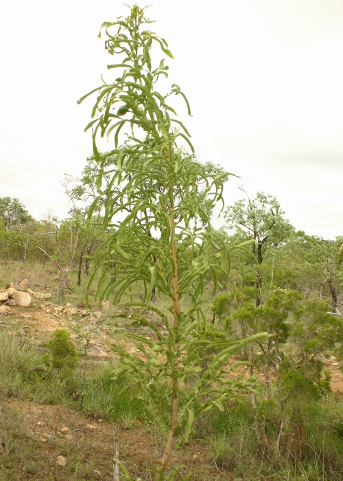 North Queensland Plants Sapindaceae